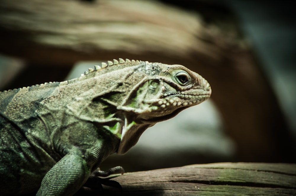 selective focus photography of green iguana