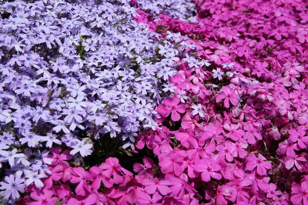 pink and purple periwinkle flowers