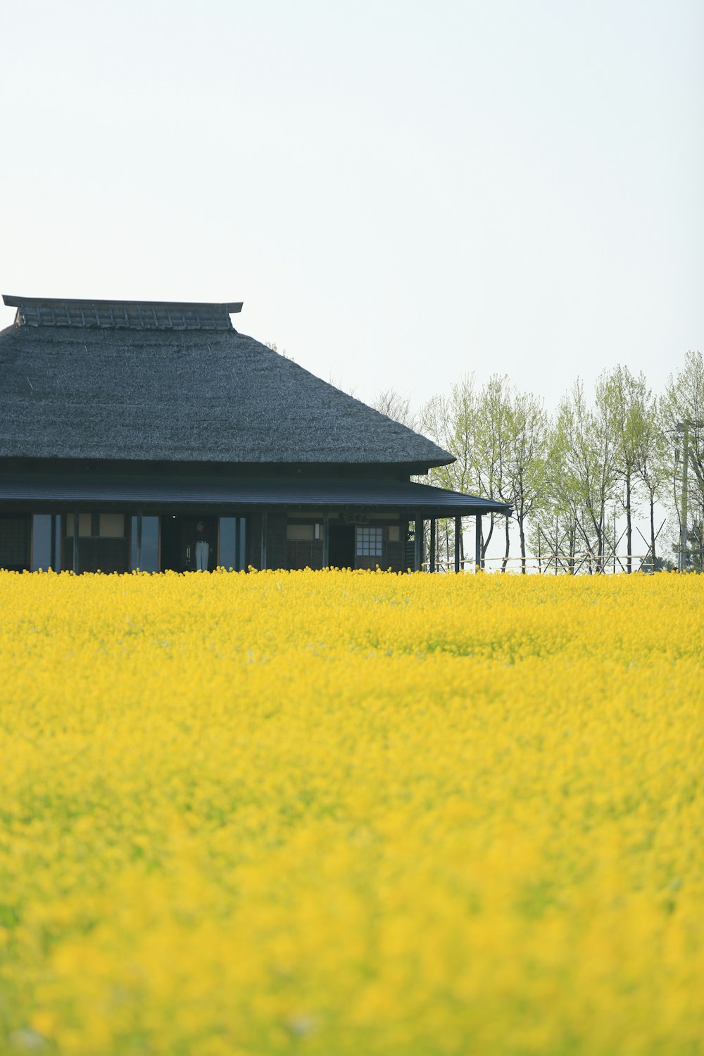 yellow flower field near black house at daytime