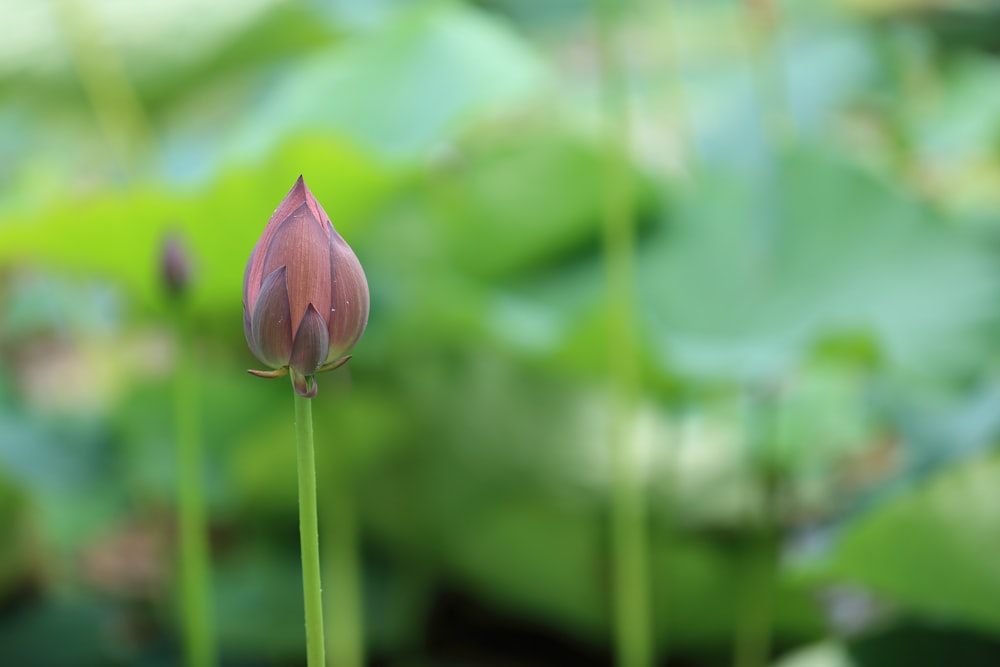 pink petaled flower during daytime