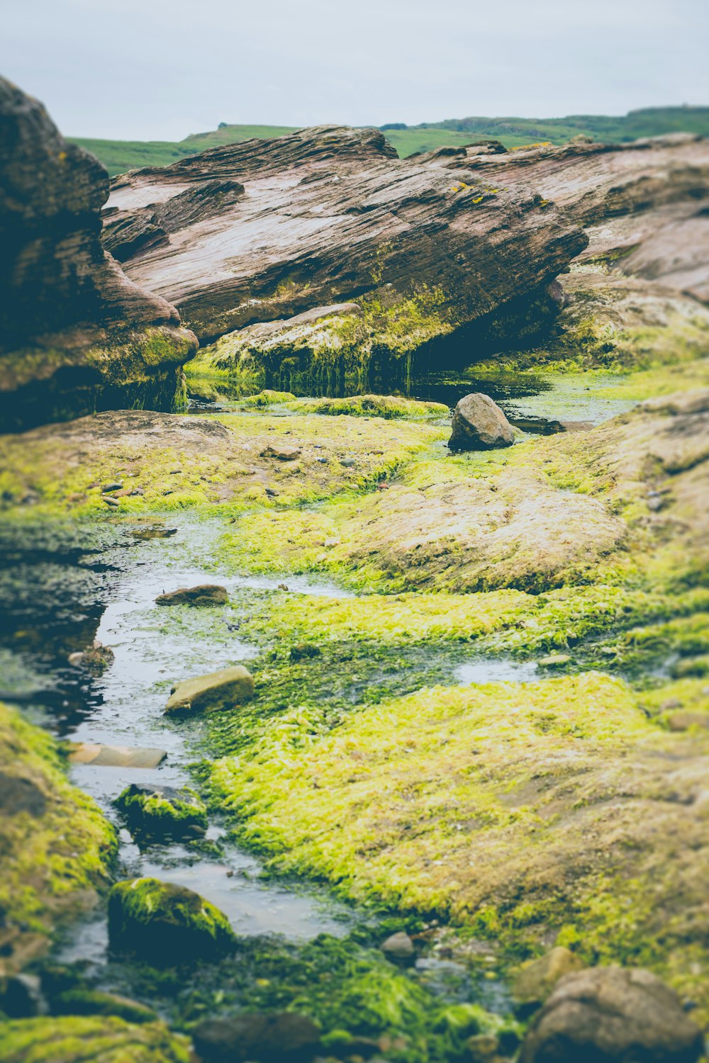 photo of green algae on rock formations