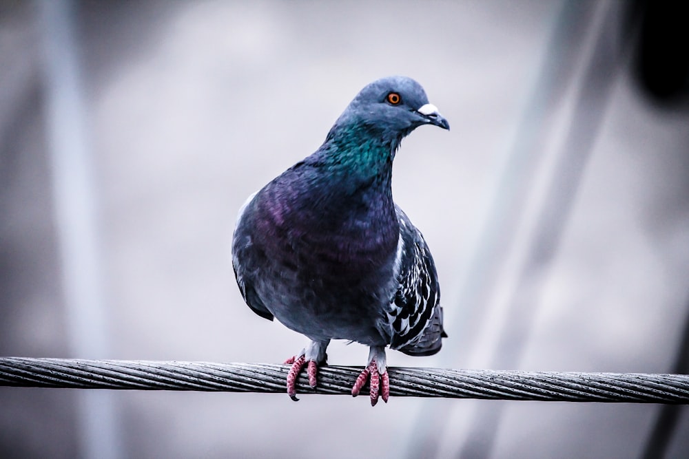pigeon perching on wire