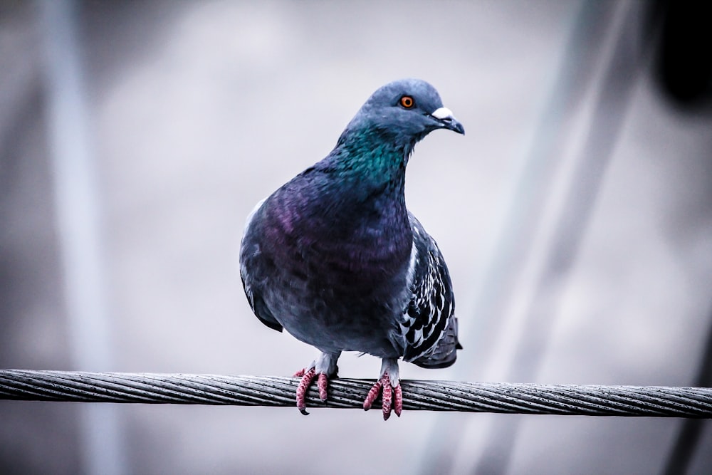 pigeon perché sur le fil