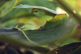 A small insect positioned on a large, green leaf with some slight browning at the edges. The background features a soft focus with various shades of green, creating a natural setting.