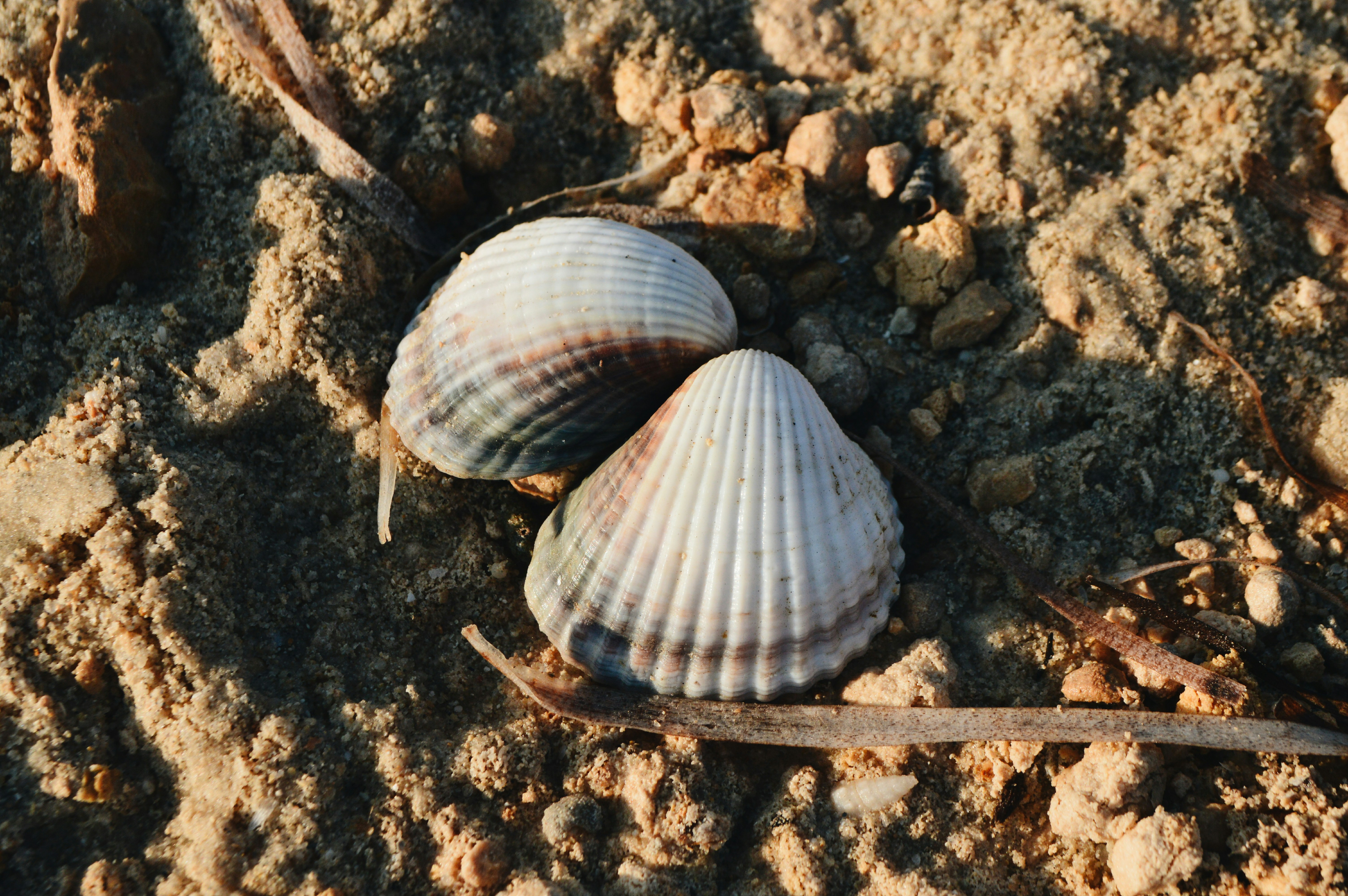 Free Unsplash photo from Khalil Yamoun