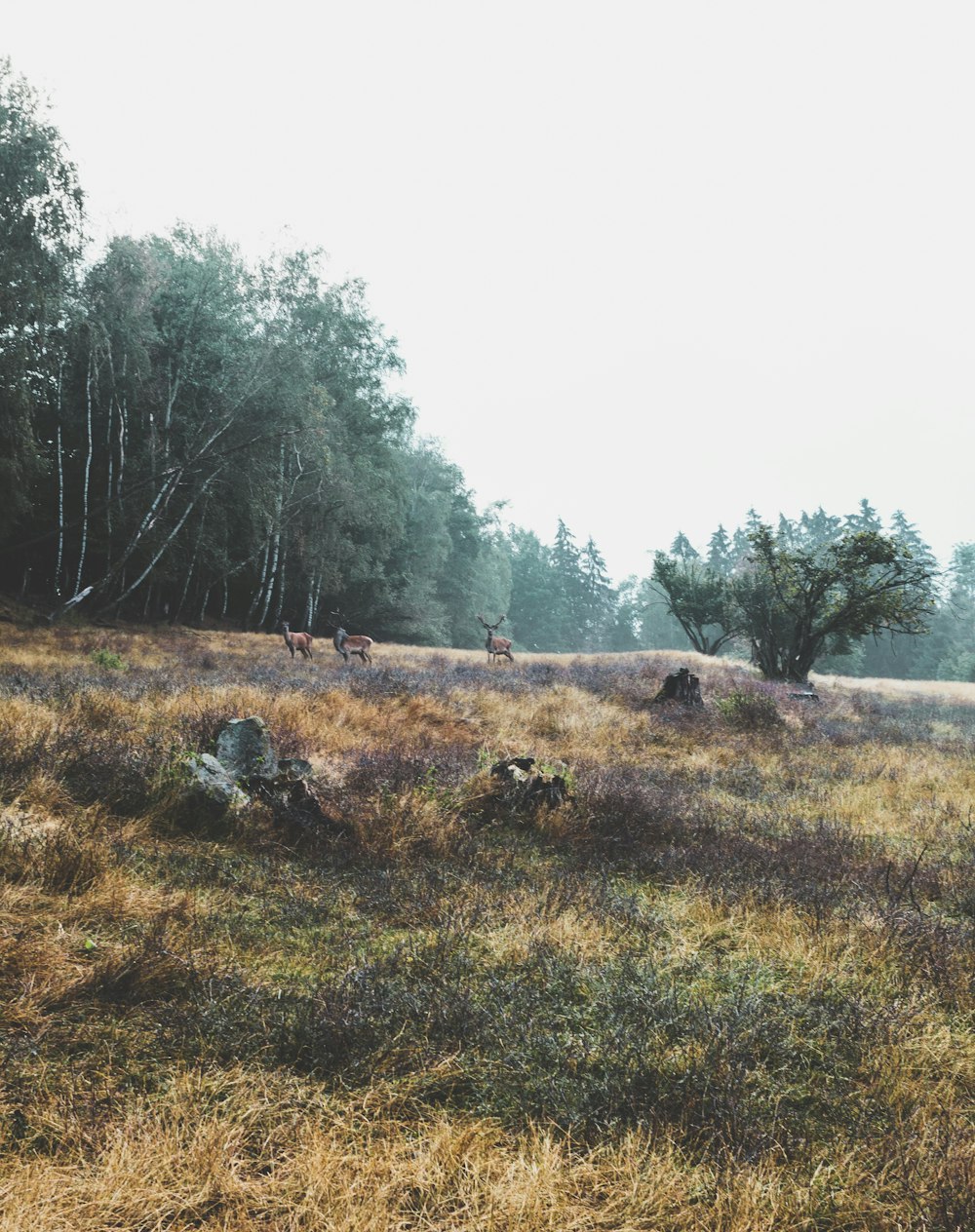 three brown deers eating grasses near trees