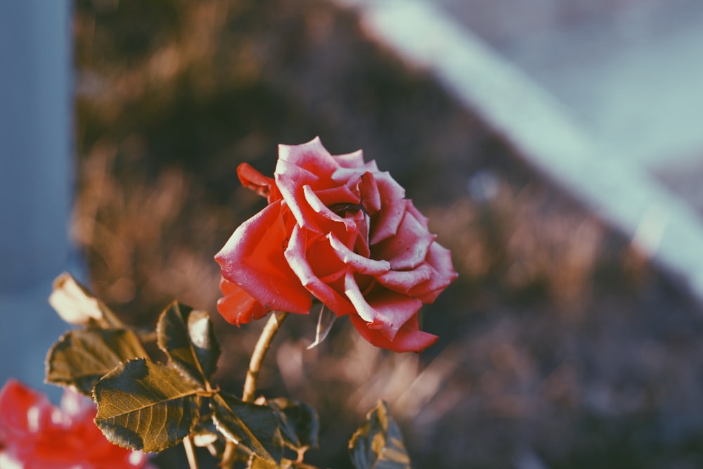um close up de uma rosa vermelha com um fundo desfocado