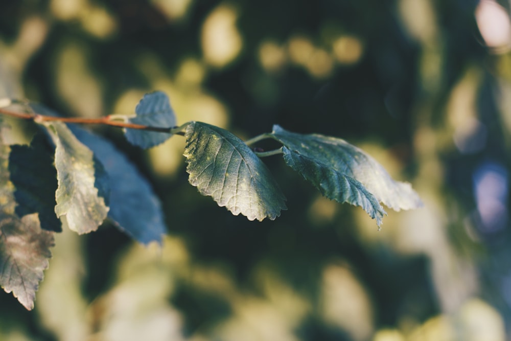 a close up of a leaf on a tree