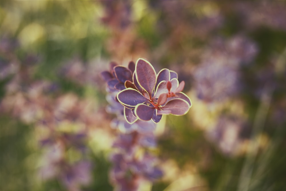 eine Nahaufnahme einer lila Blume mit verschwommenem Hintergrund