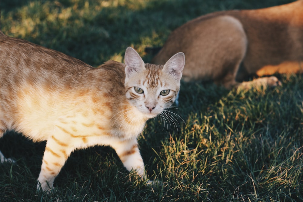 a cat walking in the grass with another cat behind it