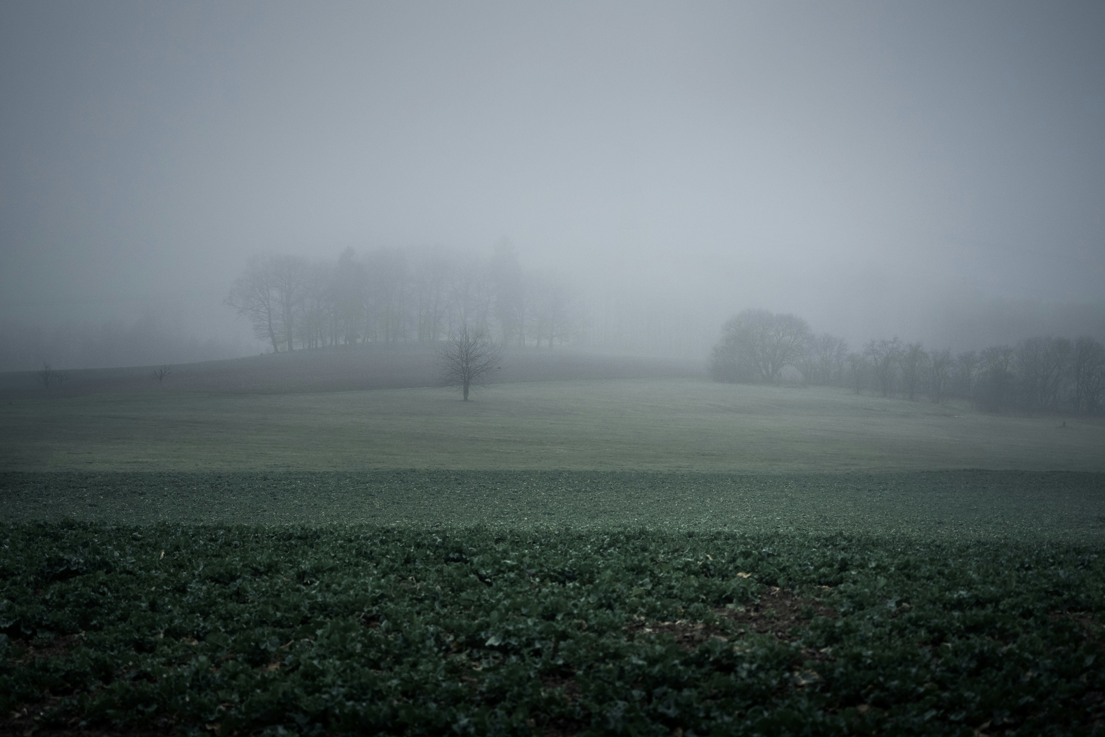 Photo By Liane Metzler