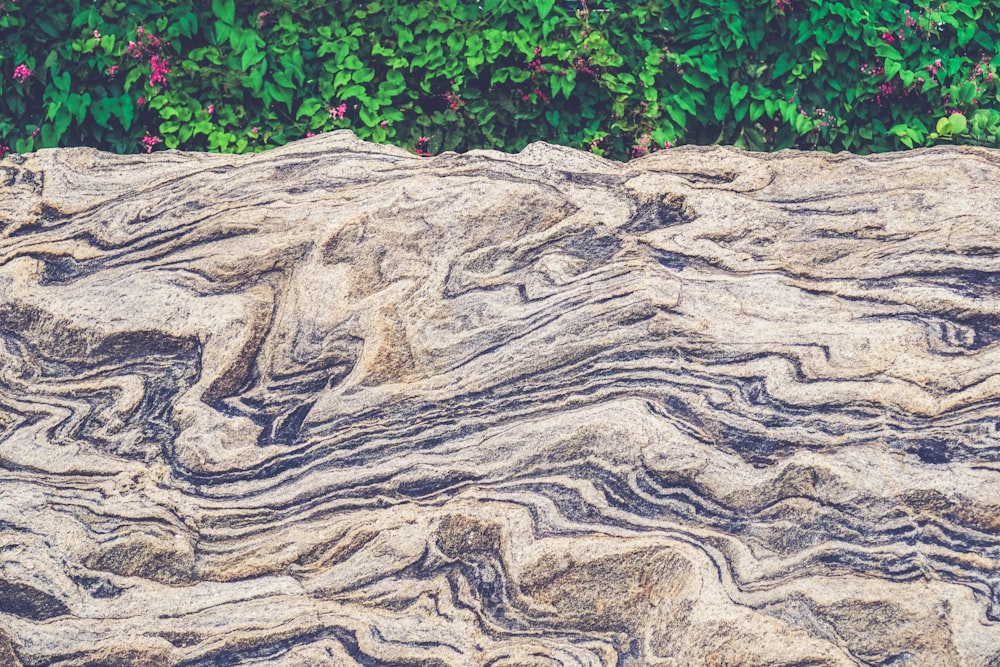 minimalist photography of wood slab