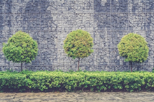 green leafed trees and plants beside chain fence