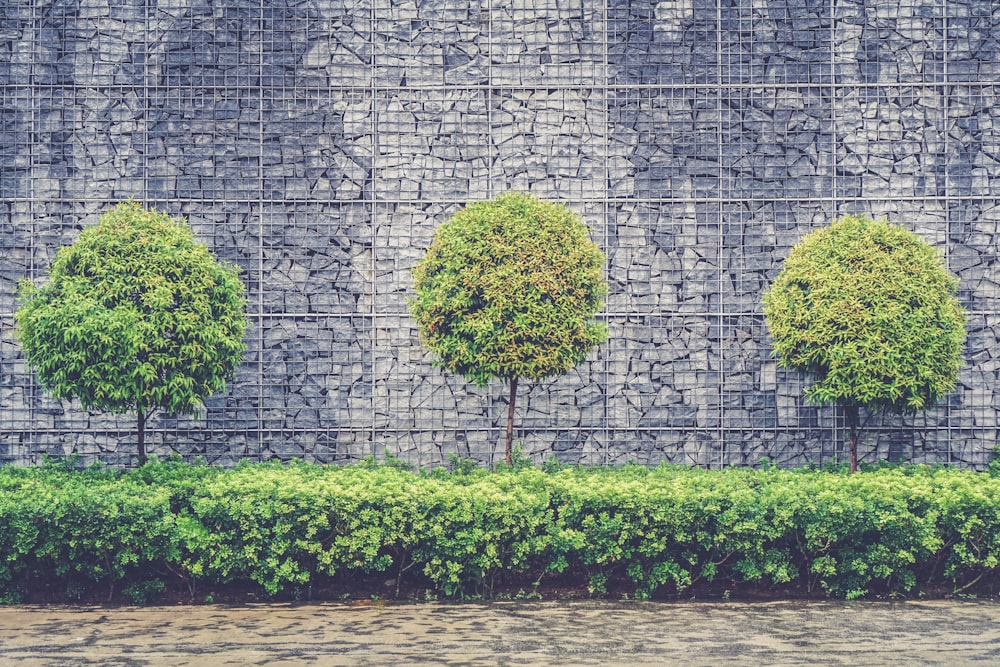 árvores de folhas verdes e plantas ao lado da cerca de corrente