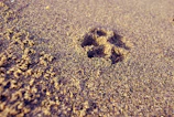 A close-up of a paw print in soft sand on a quiet beach at dawn.