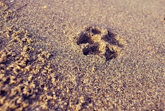 Close-up of a paw print in the sand with the ocean waves gently rolling in behind it.