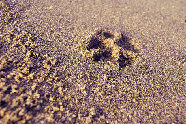 A close-up of a paw print in soft sand on a quiet beach at dawn.