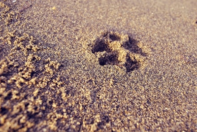Close-up of a paw print in the sand with the ocean waves gently rolling in behind it.