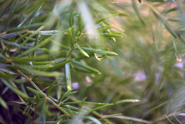A close-up of a dropper releasing alkali moringa drops onto a green leaf background.