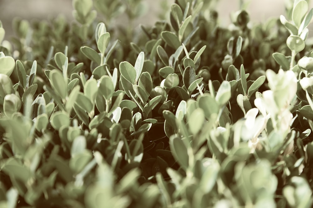 selective focus photography of green leafed plants