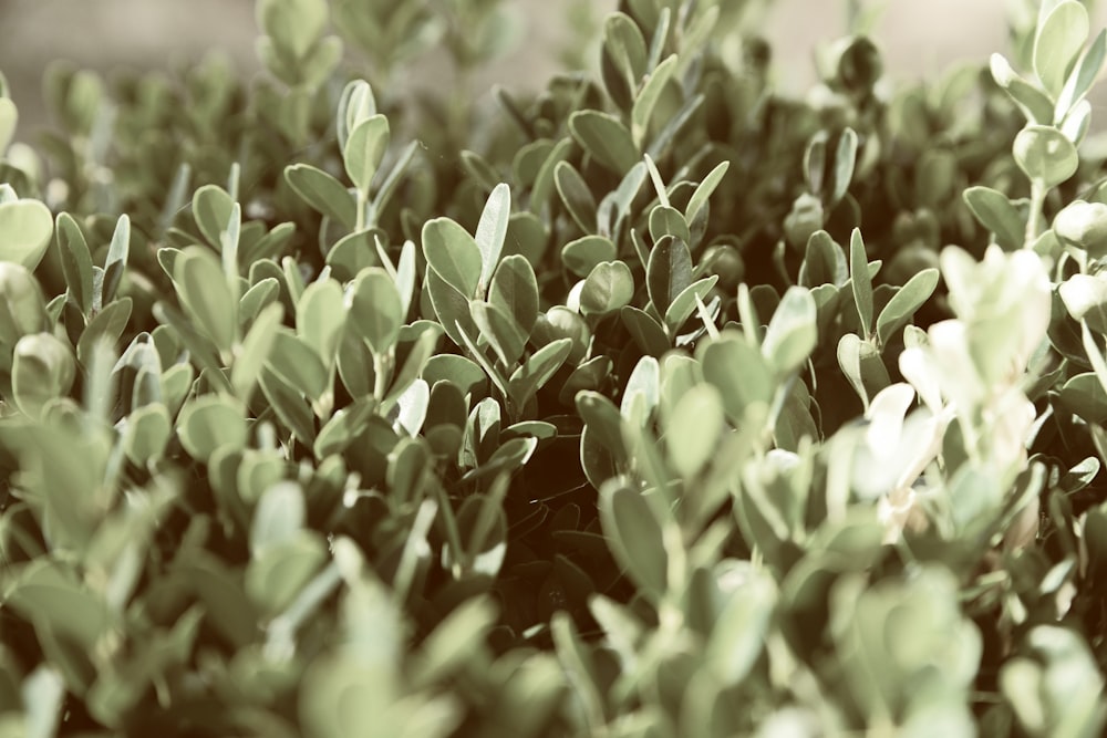 fotografia com foco seletivo de plantas de folhas verdes