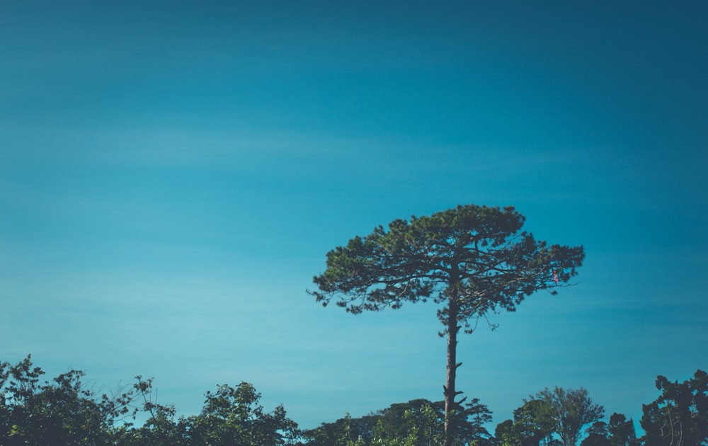 alberi a foglia verde sotto cielo sereno durante il giorno