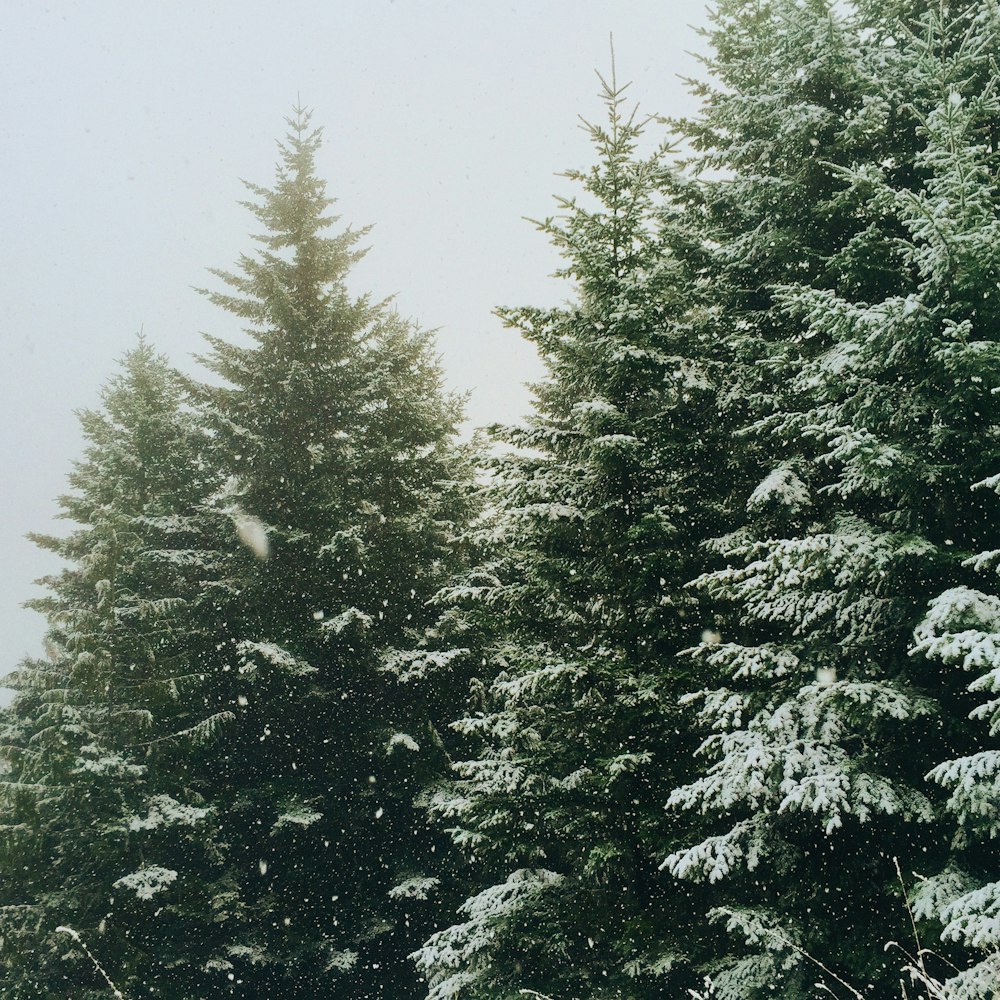 green pine trees during winter