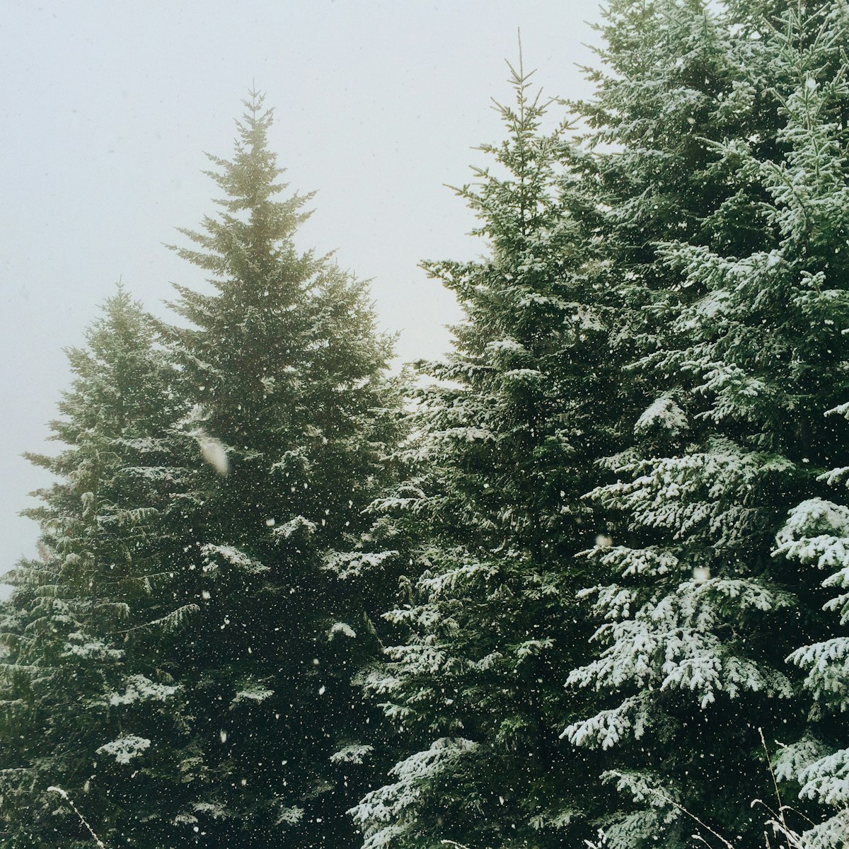 „O Tannenbaum“ im österreichischen Dialekt: Eine musikalische Hommage an die Alpen