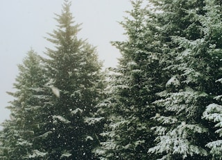 green pine trees during winter