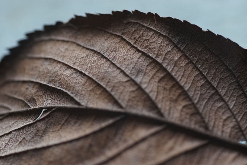 macro photography of dried leaf