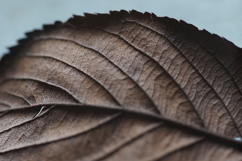 macrophotographie de feuilles séchées