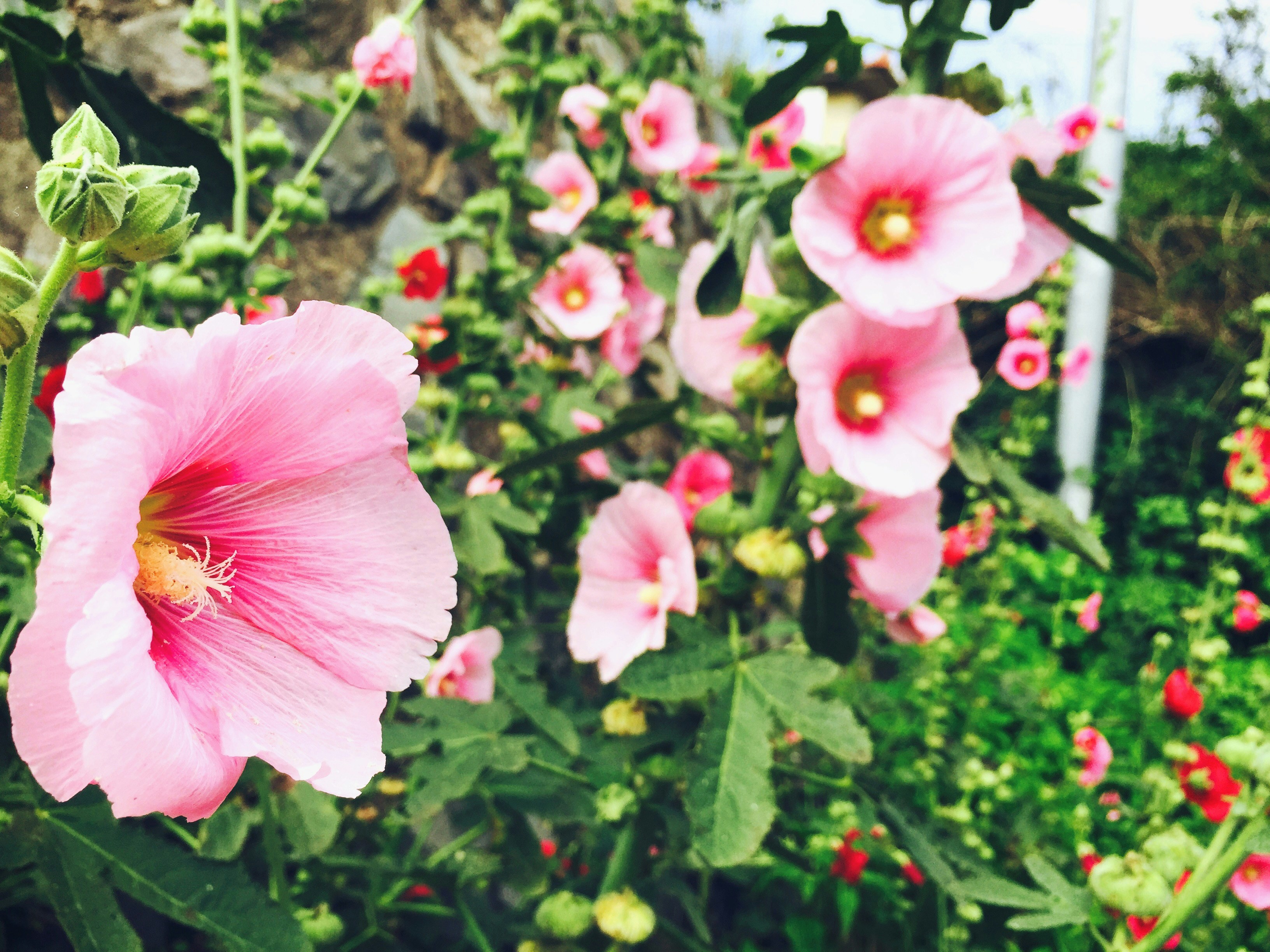 Free Unsplash photo from Goh YuMin