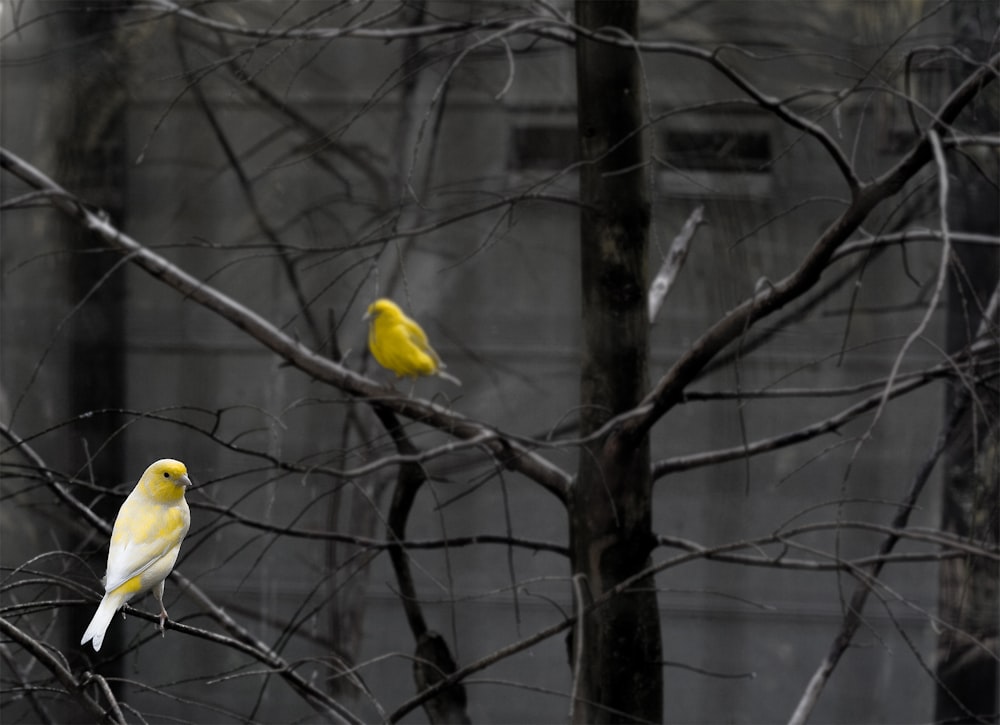 yellow bird on tree branch