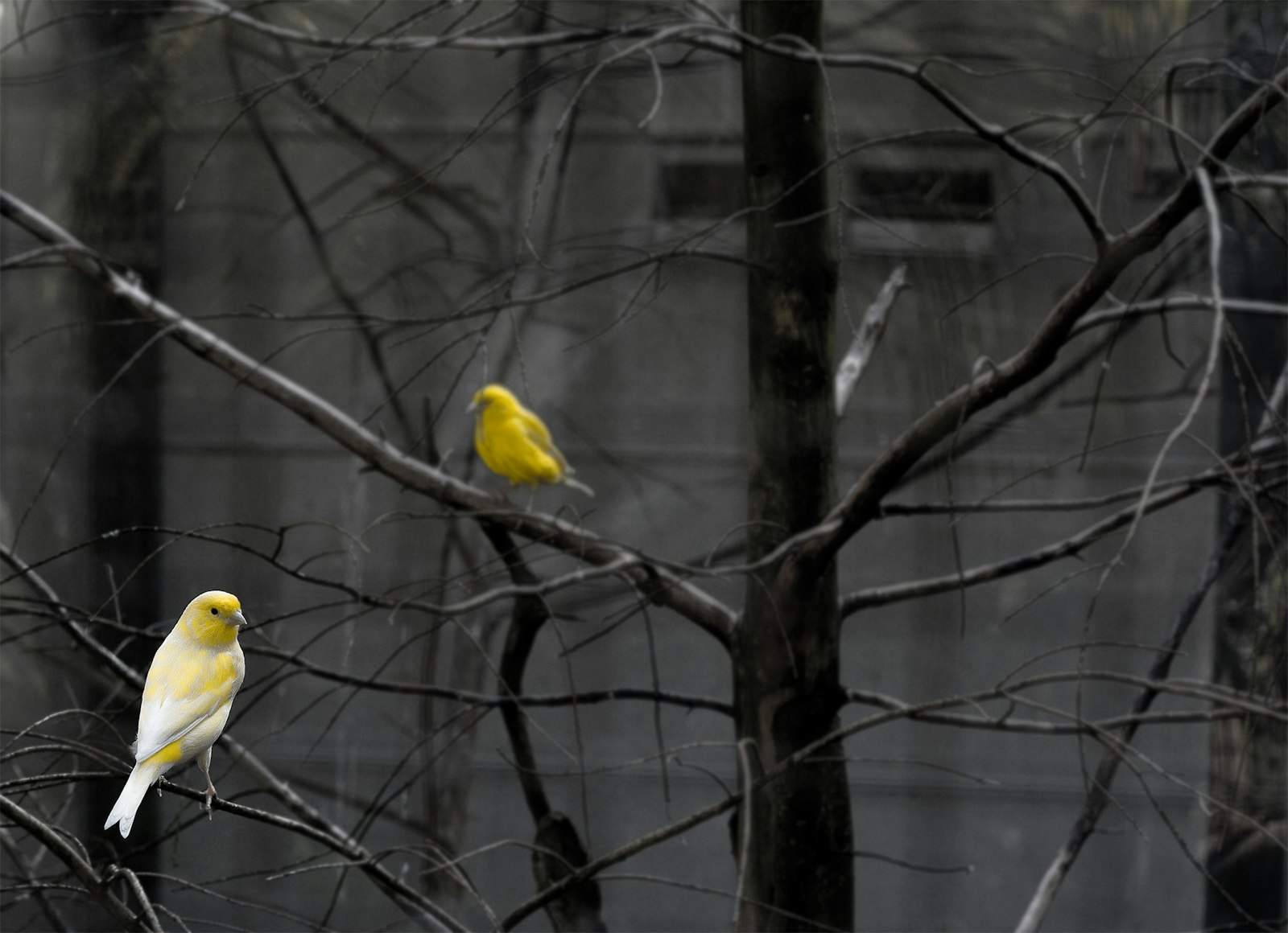 Canon EOS 400D (EOS Digital Rebel XTi / EOS Kiss Digital X) + Canon EF 50mm F1.8 II sample photo. Yellow bird on tree photography