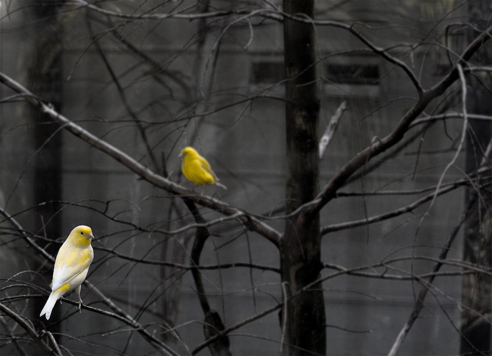 gelber Vogel auf Ast