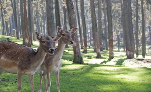 two brown deers in woods