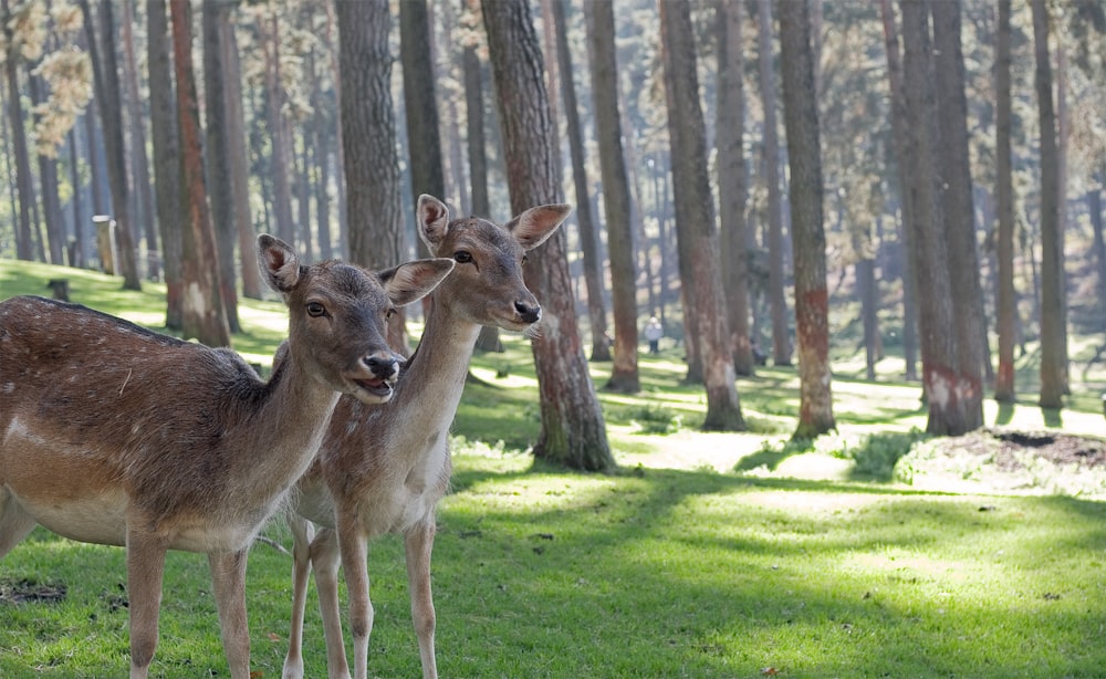 two brown deers in woods