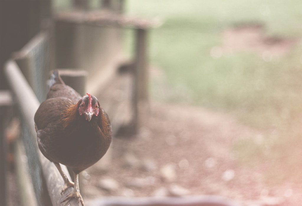 Pasture-Raised Chicken