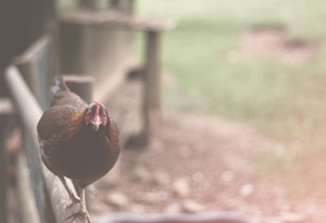 Pasture-Raised Chicken