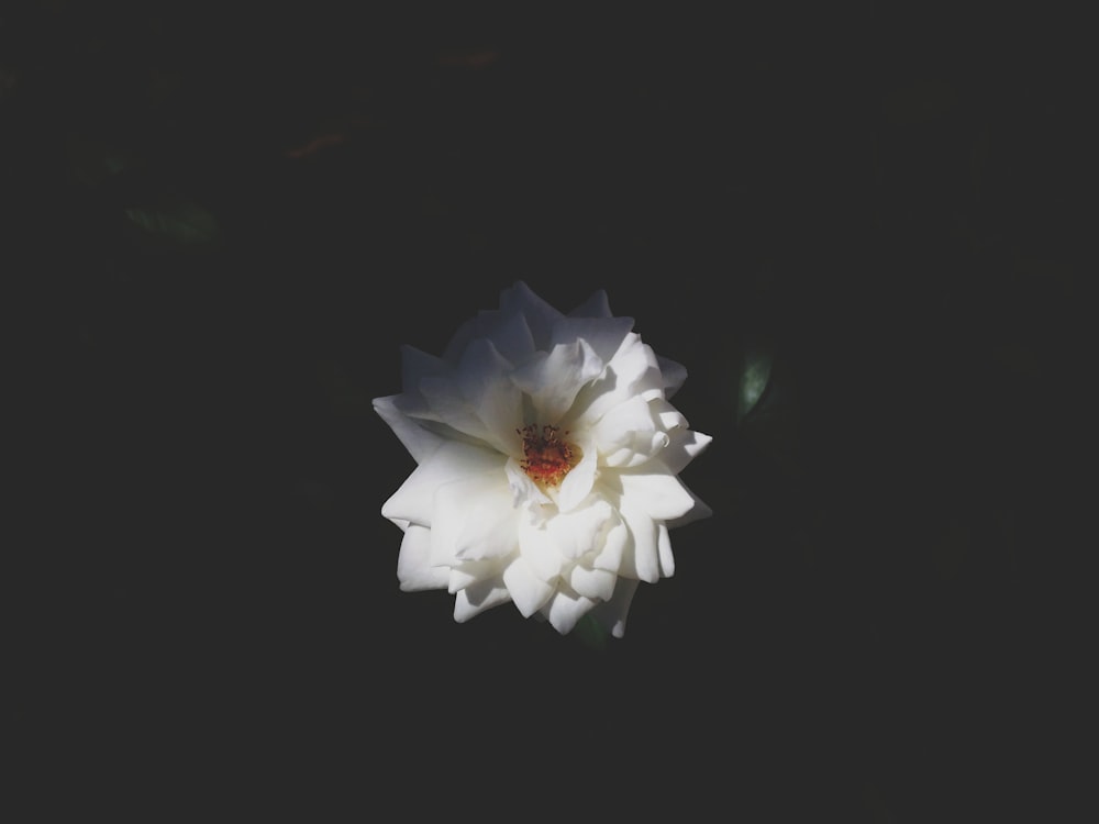 photo of white petaled flower