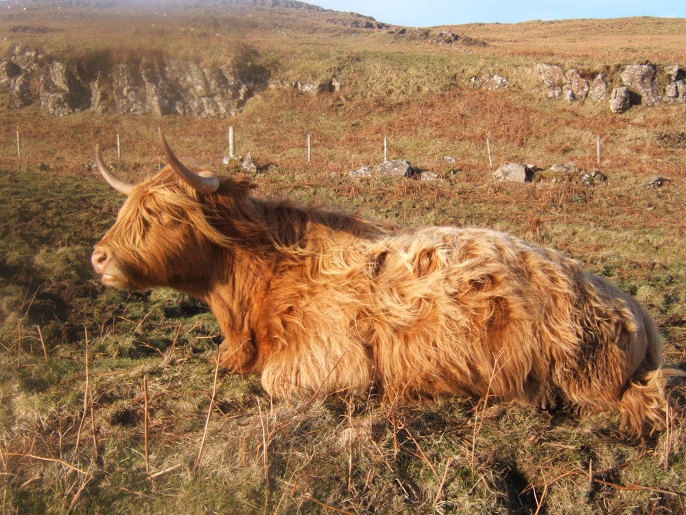 brown cattle cow