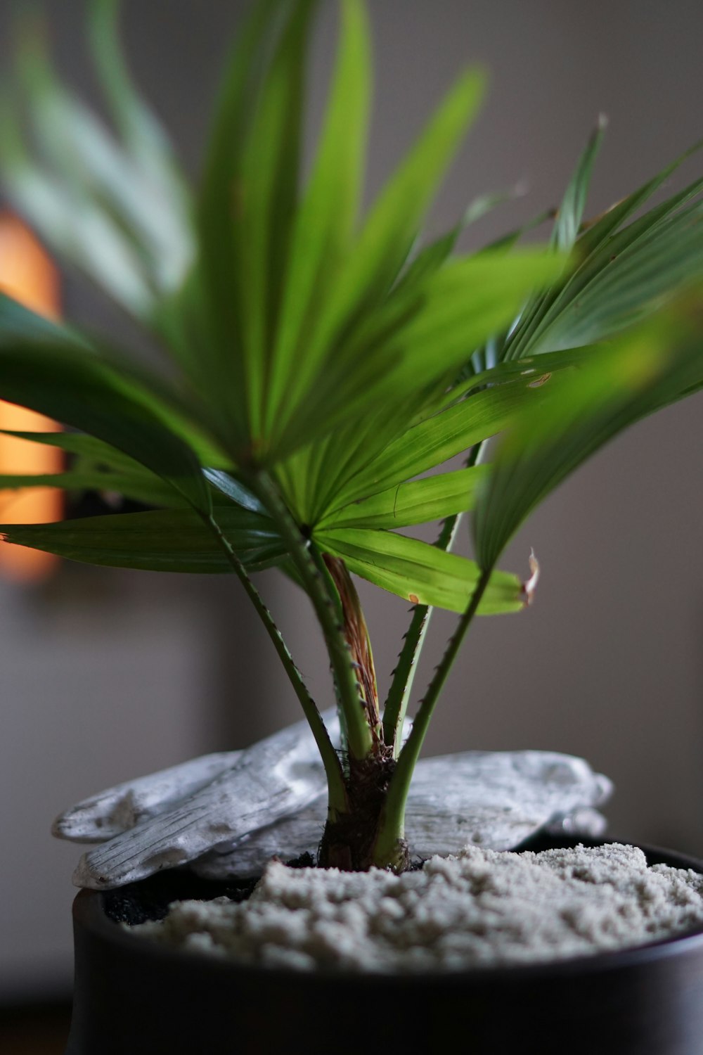 fotografia de closeup da planta da folha verde no vaso