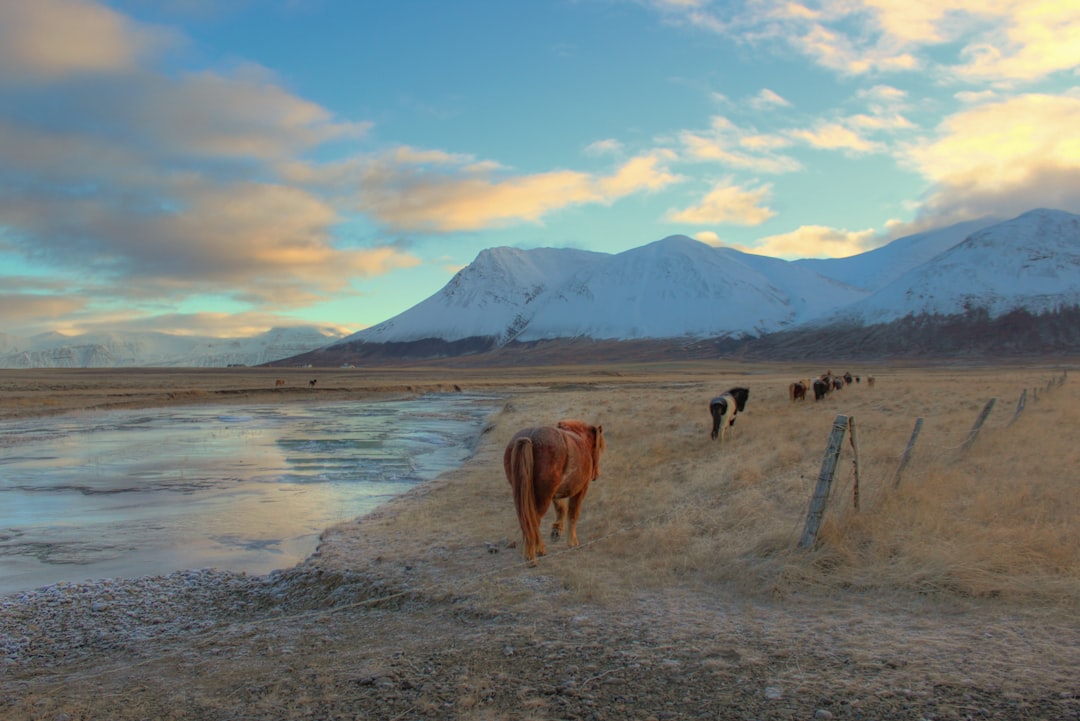  in  Iceland