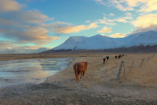 cow walking on field near mountain alps in Akureyri Iceland
