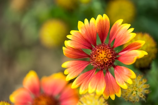 A detailed close-up of a floral painting with vibrant petals.