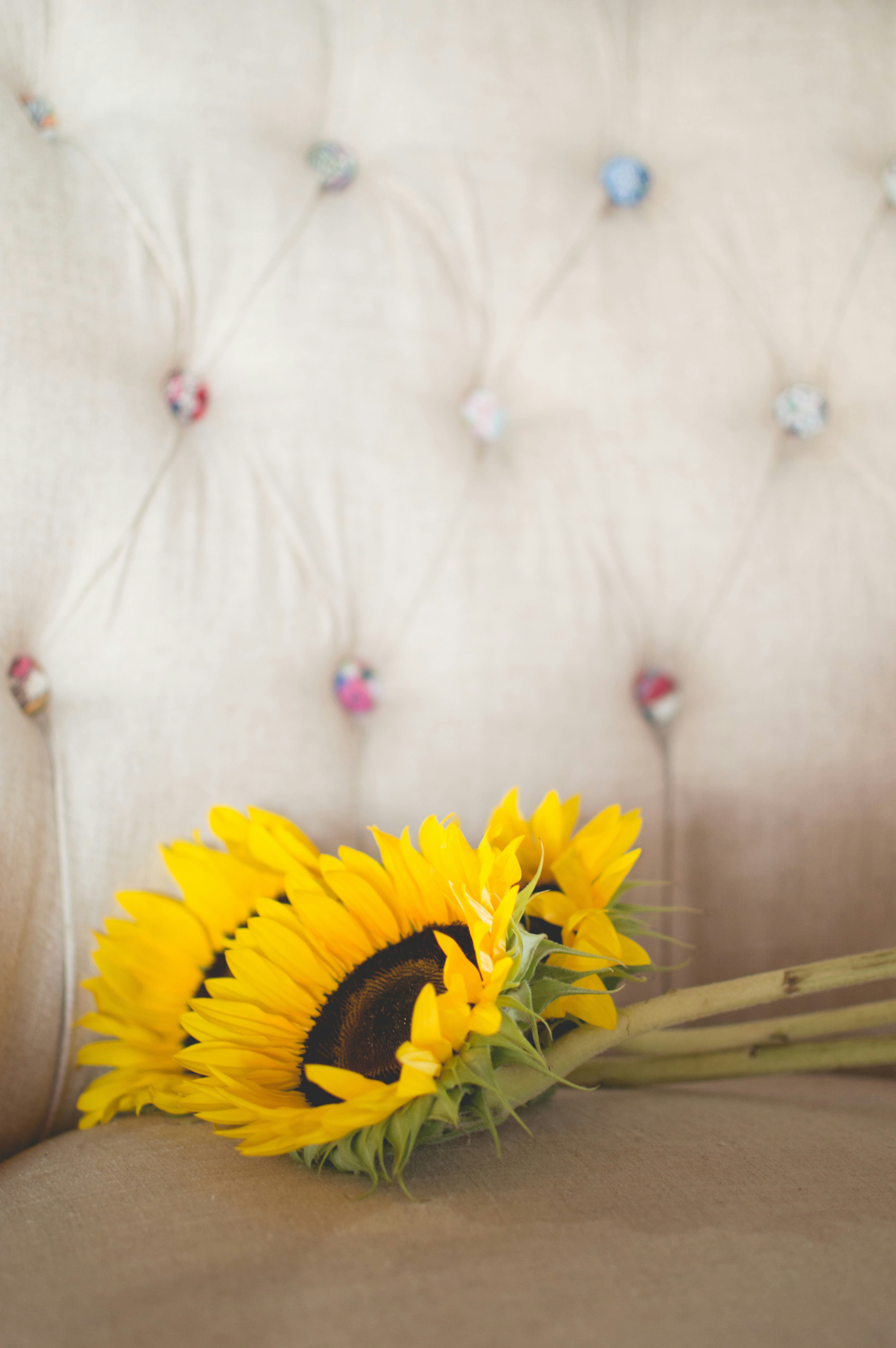 Free Unsplash photo from Kimberly Mears