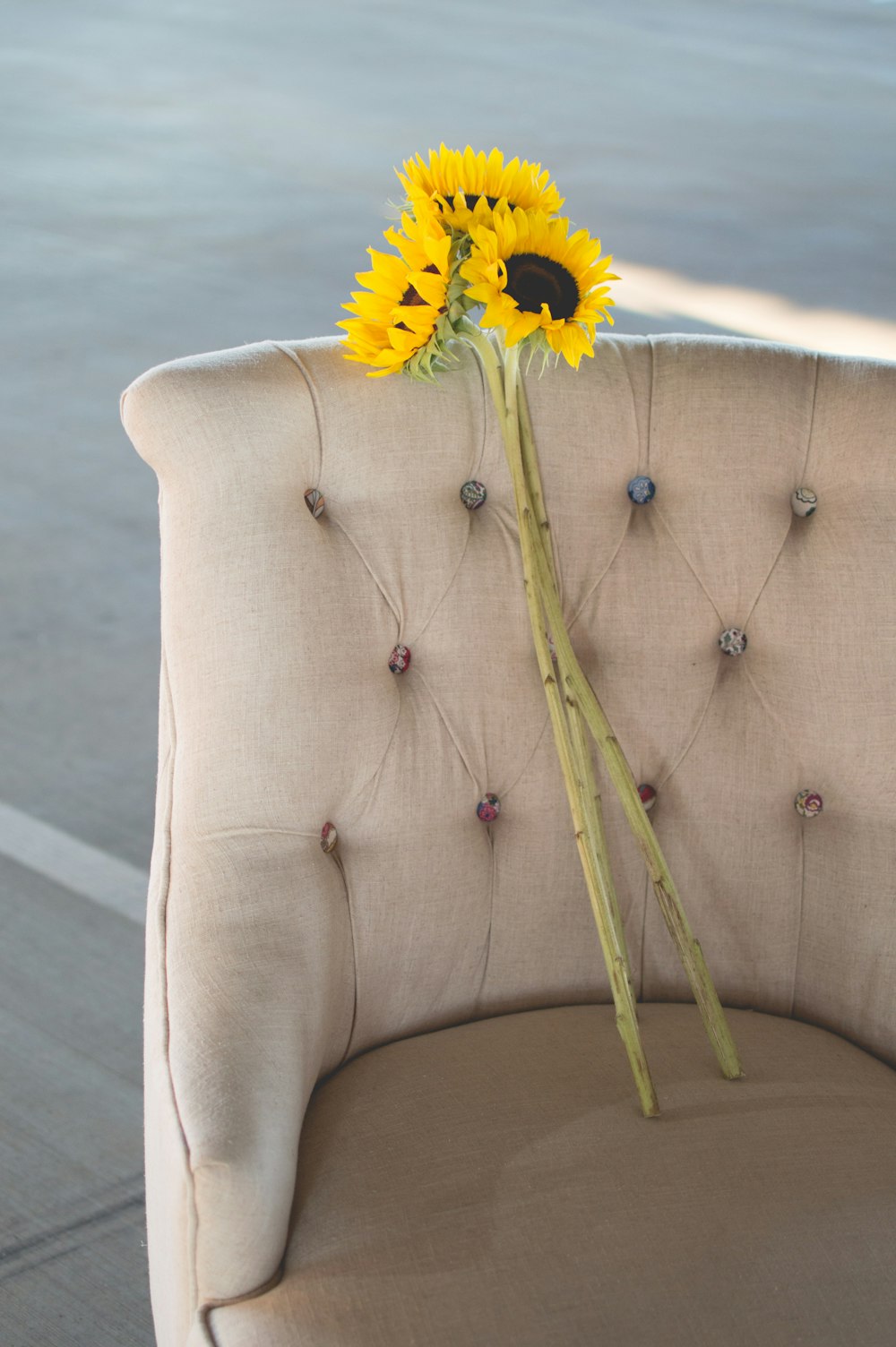 three yellow sunlowers on beige fabric chair