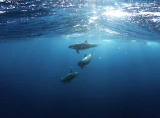 Three dolphins swimming in deep blue water beneath a bright sunlit surface