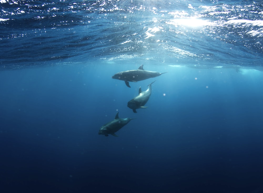 Tres tiburones bajo el agua
