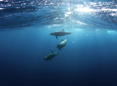 Three dolphins swimming in deep blue water beneath a bright sunlit surface